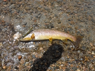 DSCF6915.jpg